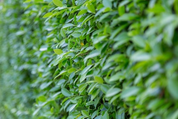 Green Leaves nature background