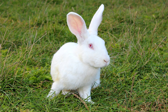 white rabbit on the grass,beautiful white rabbit on the grass looking, rabbit on the farm