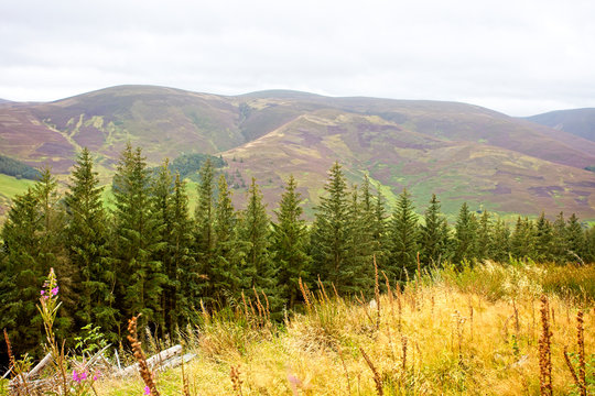 Moorland of the Southern Uplands, looking across the valley, from Cademuir Hill, near Peebles, Scottish Borders, Scotland, UK.