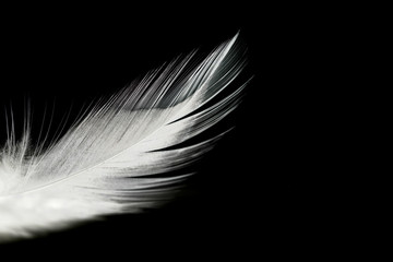 Close up of small and soft Black feather isolated on white
