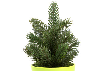 Small pine tree isolated