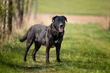 Fototapeta premium Cute and curious look by black Labrador on green background. Nice dog, very friendly, peaceful and fun. Great for families with kids. Very good friend.
