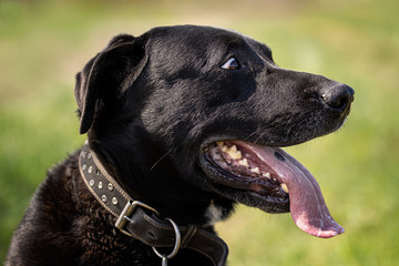 Cute and curious look by black Labrador on green background. Nice dog, very friendly, peaceful and fun. Great for families with kids. Very good friend.