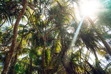 Rośliny i palmy tropikalne nad rzeką na tle niebieskiego nieba w słoneczny dzień.