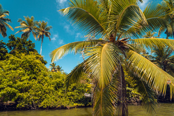 Rośliny i palmy tropikalne nad rzeką na tle niebieskiego nieba w słoneczny dzień.