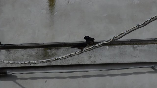 Canto delle rondini