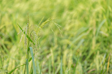 Green rice organic plant in the field