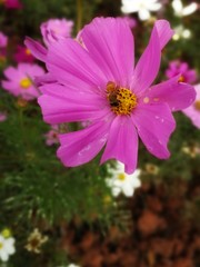 Obraz premium pink flowers in the garden