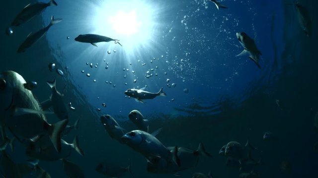 relaxing fish school scenery underwater sun rays and beams slow ocean scenery shiny fish