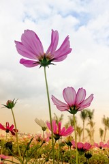 pink flowers in the garden