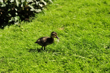 small fluffy baby duck on the meadow with text space