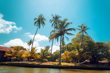Palmy kokose na tle niebieskiego nieba w słoneczny dzień na lagunie.