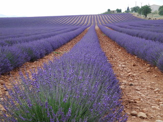 Campo di Lavanda
