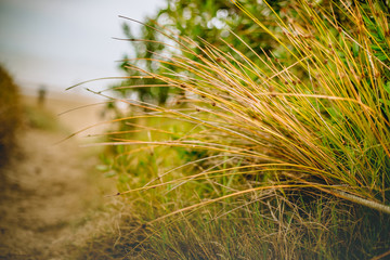 grass and leaves on natural background