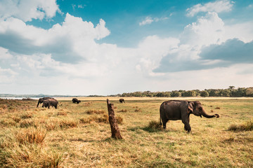 Dzikie słonie tle pola i niebieskiego nieba.