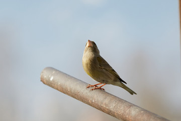 The European greenfinch in Almaty, Kazakhstan