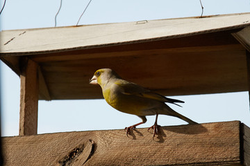 The European greenfinch in Almaty, Kazakhstan