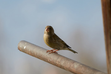 The European greenfinch in Almaty, Kazakhstan