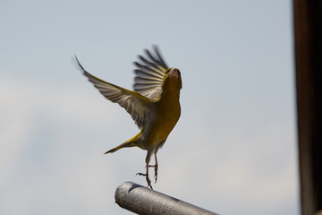 The European greenfinch in Almaty, Kazakhstan