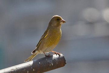 The European greenfinch in Almaty, Kazakhstan