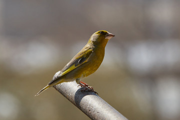 The European greenfinch in Almaty, Kazakhstan