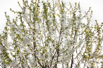 Beautifully blooming cherry trees, background with blooming flowers on a spring day.