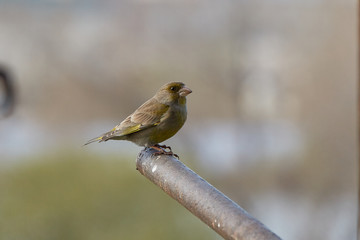 The European greenfinch in Almaty, Kazakhstan