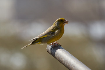 The European greenfinch in Almaty, Kazakhstan