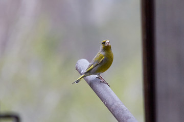 The European greenfinch in Almaty, Kazakhstan