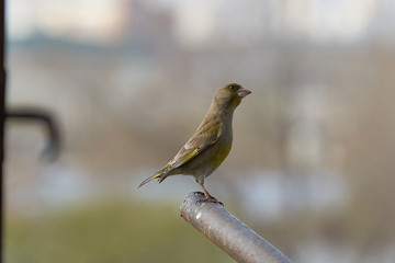 The European greenfinch in Almaty, Kazakhstan