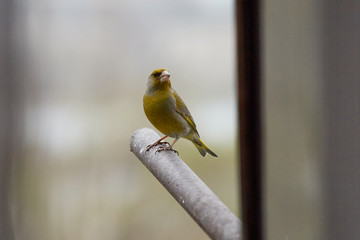 The European greenfinch in Almaty, Kazakhstan