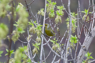 The European greenfinch in Almaty, Kazakhstan