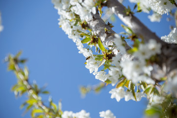 Beautifully blooming cherry trees, background with blooming flowers on a spring day.
