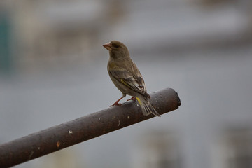 The European greenfinch in Almaty, Kazakhstan