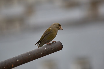 The European greenfinch in Almaty, Kazakhstan