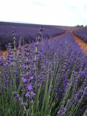 Campo di Lavanda
