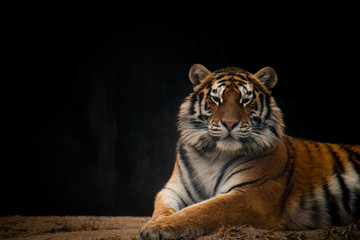 A Siberian Tiger lies in its enclosure at local city zoo. 