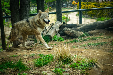 A wolf runs in its enclosure at a local city zoo.  © Joseph
