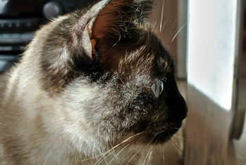 Close-up profile of a beige cat's head, black muzzle, gaze directed to the right side.