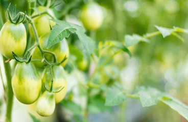 Ripening hothouse harvest of green tomatoes in the country