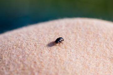 A small black insect sits on a hand close-up. Insect in the palm of your hand. Close-up