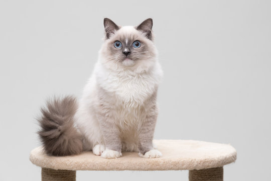 Gorgeous Ragdoll Cat With Curly Tail Sitting On A Climbing Frame. Studio Shot. Solid Background.