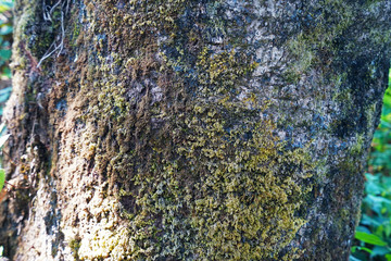 Close up mossy tree trunk among green forest park