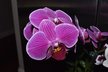 Beautiful pink magenta orchids in fiery display