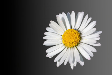 white daisy on black