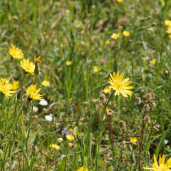 Fototapeta premium Prairie aux herbes sauvages et salsifis des près (Tragopogon pratensis)