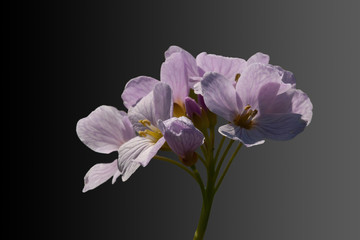 purple Pentecostal flower