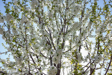 Beautifully blooming cherry trees, background with blooming flowers on a spring day.