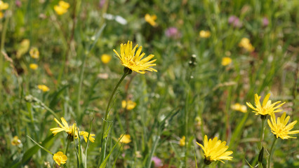 Tragopogon pratensis - Salsifis des prés ou Barbe-de-bouc aux fleurons ligulés en capitules solitaires dentelées jaune pâle sur tige dressée vert glabre