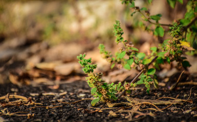 green sprout in soil